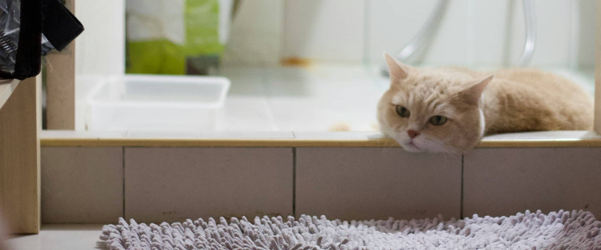 How to potty train a kitty online